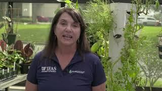 UF/IFAS How to Grow Hydroponics at Home