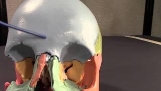 Human Cranial Osteology: Part II.  Frontal Bone Osteology