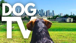 GoPro DogTV | Relaxing Virtual Walk Through Royal Greenwich Park With Calming Music ️ Dog POV