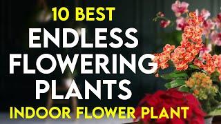 10 best indoor flowering plants in india | endless flowering plants | permanent flowering houseplant