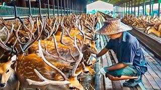 Deer Farm - Millions Deer Farming in China for Antlers, Meat - Deer Antlers Processing in Factory