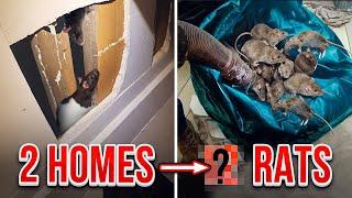 THE BEST WAY TO GET RID OF RATS QUICKLY!! RATVac...