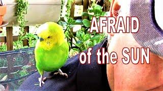 PEDRO the Budgie | The BIRD Who's AFRAID of the SUN | Liz Kreate