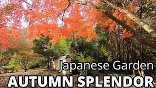Autumn in the Japanese Garden: Fabulous Fall Color Japanese Maples