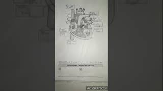 Lagetyp QRS-Achse