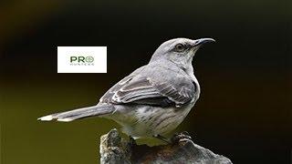 Mockingbird Sound - Birds Call for Pro Hunters