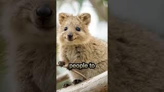 A quokka that wants attention. #quokka #wildlife #cutest #adorable #kangaroo #rottnestisland