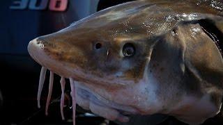 "Rainy River Sturgeon" In Depth Outdoors Season 9, Episode 20