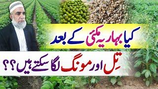 Feasibilty of Sesame and Mung bean cultivation after Spring Maize || Crop Reformer
