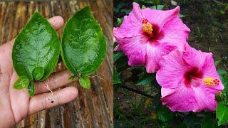 Grow hibiscus from leaves simple method | Hibiscus