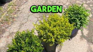 The 3 Boxwood varieties I recommend