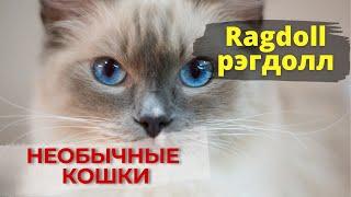 Ragdoll - большая и пушистая ЛЕНЬ. (Кошки породы "рэгдолл")