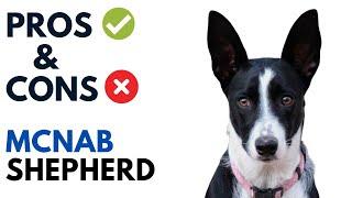 McNab Dog Pros and Cons | McNab Shepherd/ McNab Collie  Advantages and Disadvantages