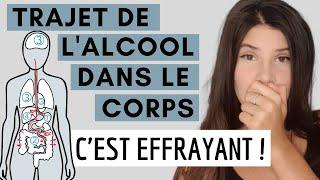 TRAJET DE l'ALCOOL DANS LE CORPS : c'est effrayant !