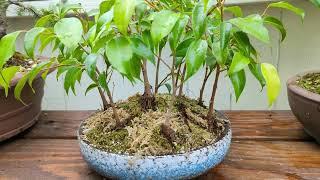 Tiny Tropical Forest - bonsai group planting from ficus cuttings