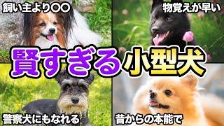 【飼うのが大変？】賢くて知能の高い小型犬5選！！