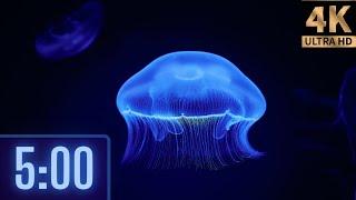 5 Minute 4K Relaxing Jellyfish Timer for kids | Music  and Alarm 