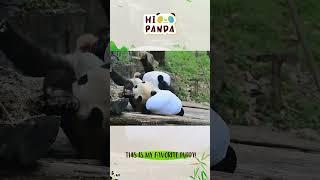 This is my favorite puppy! #panda #熊猫 #shorts 【欢迎订阅MIGU Panda官方频道】