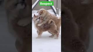 Top Amazing Pets Activity #shorts #viralpet #love #funnyvideo #respect #shortsfeed