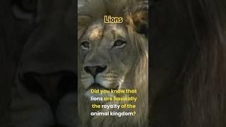 Lion facts #lion #wildlife #cat #nature