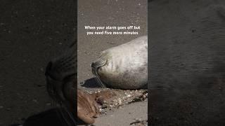 make that 30 more minutes #seal #seals