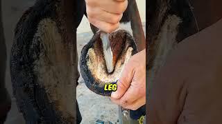 Incredible HorseShoe Cleaning 