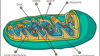 MISSION: RESCUE MITOCHONDRIA FUNCTION