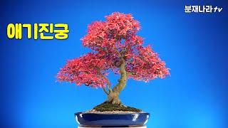 분재,애기진궁,소엽참빗살나무,소품분재,盆栽,bonsai,고마유미,분재나라,분재판매, 분재나라tv