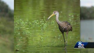 Tropical bird sighting excites Susquehanna Valley bird watchers