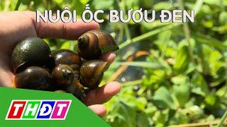 Hiệu quả không ngờ từ mô hình nuôi ốc bươu đen dưới vườn cây ăn trái | THDT