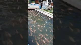 YOGYAKARTA ,,, wisata ikan di sungai 