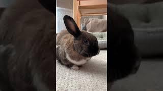 Boop the bunny!