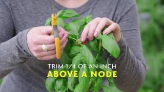 How to Harvest Basil