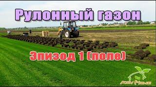 Рулонный газон на поле Киев