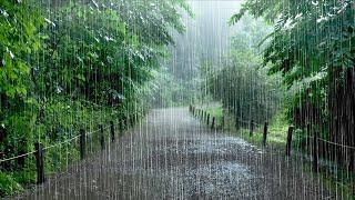 Heavy Rain Sounds on a Forest Path - Effective for Deep Sleep, White Noise for Immediate Sleep