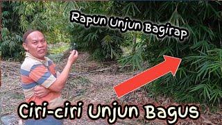 Vlog di Kebun Paring Unjun (pancing Bambu) || Ciri-ciri Unjun Bagus #mancingmania
