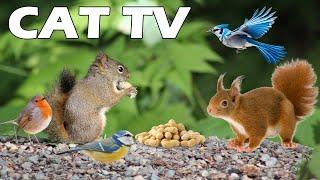 TV FOR PETS  Squirrel And Bird Play On Green Grass  Relaxing Bird Sounds - Relax Your Cat! CAT TV