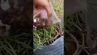 How to use organic homemade fertilizer in Moss Rose Plants