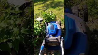 Bringing a Jungle Back to a Neat Garden: Kobalt 24V Cordless Push Mower Challenge #lawncare #lawn