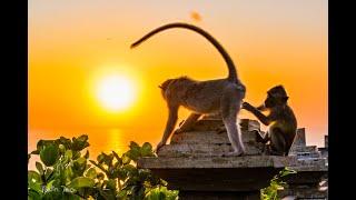 Get robbed by the monkeys at Uluwatu Temple In Bali during the beautiful sunset