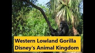 Gorilla - Author excerpt from Amazing Animals of Disney's Animal Kingdom® by Sandi Jerome