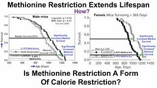 Methionine Restriction Extends Lifespan: Roles For SCFAs And FGF21, But Not Calorie Restriction