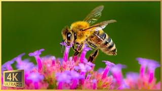 Honey Bees In 4K UHD - 4K Honey Firm Video - Bee Hives - Nature Relaxation Journey