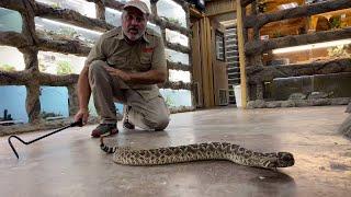 Venomous Snake Zoo Tour!