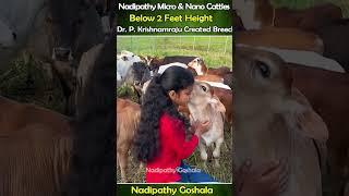 Nadipathy micro & Nano Cattle | 1 to 2 Feet Height | #miniature #trending #minicows #yt #youtube