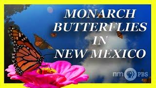 Monarch Butterflies in New Mexico | NMPBS ¡COLORES!