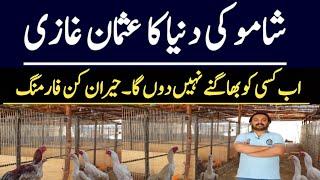 Biggest Modern Shamo Chickens Farm in Pakistan || Modern Fancy Poultry Farm || Ajmal Hameed