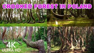 Crooked Forest in Poland | The Crooked Forest is a grove of oddly-shaped pine trees |