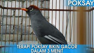 SUARA BURUNG POKSAY MANDARIN GACOR PANCINGAN POKSAY MACET DALAM 3 MENIT!
