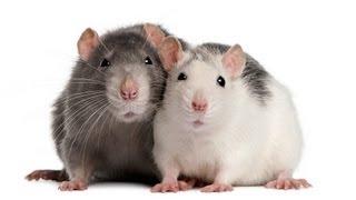 How to Understand Rat Sounds | Pet Rats